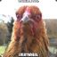 superchickenadvancedwarrior45