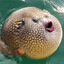 Silent KiIIer Fish