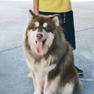 大特（突破手版）