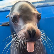 sealdev