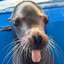 sealdev