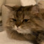 Minou