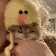 зарежу бэля
