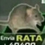 Rat