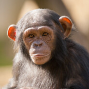 sharaeb - steam id 76561199440852671