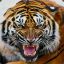 -={SWD}=-TIGER-