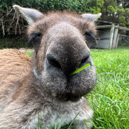 得挠人处且挠人