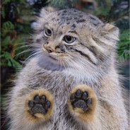 manul?? - steam id 76561199239595985