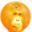 hybrid monkey orange