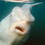 Filled With fish-trus