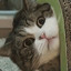 猫斯拉