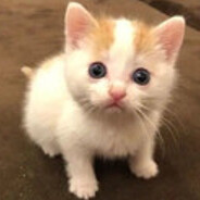 MEOWER