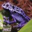 Purplefrog