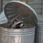 the_trash_panda