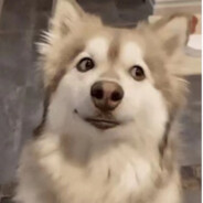 食支五叶神，滨州大过elephant