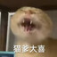 小鱼