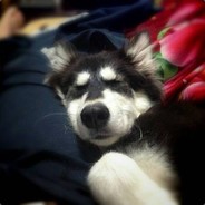 不唱山歌的阿牛哥