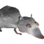 rat