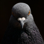 Pigeon