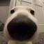 flynn