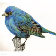 Birby avatar
