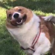 小科比，肘妈妈