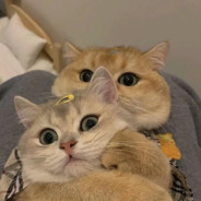 nice to meet you too