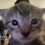 Meow
