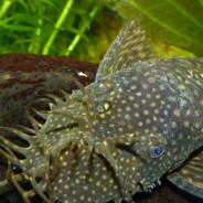 Sucker Fish