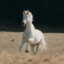 Shadowfax