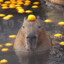 󠀡󠀡⁧⁧Capybara