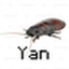 Ян