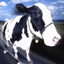 skatercow10