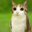 Meowl