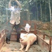 🐖哥必须死