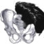 Pelvis
