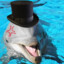 DapperDolphin