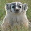 BadgerlandBandit