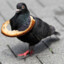 täubchen