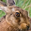 Hare of Woods