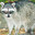 common racoon