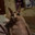 Sack of Fat Cat