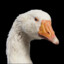 Untitled Goose