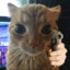 Gatillo