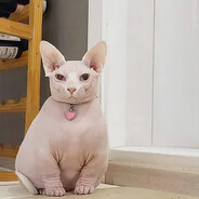 Любительлысыхкис