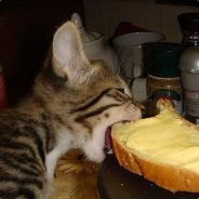 ๖ۣۜZverrrrrrR......