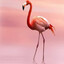 flamingo #oldrust