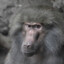 BaBoon