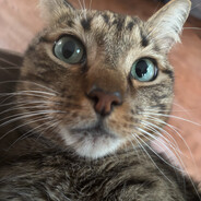 minette