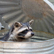 trash panda